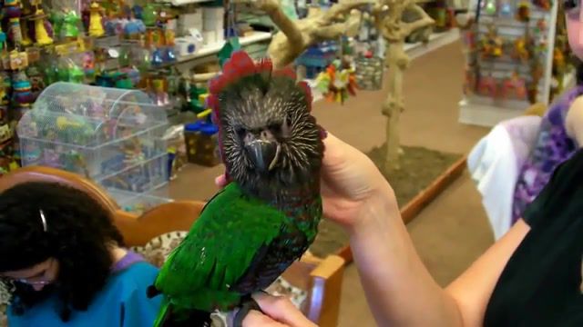 Marybeth's hawk head parrot, parrot, hawk head, hawk head parrot, animals pets.