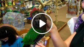 Marybeth's Hawk Head parrot