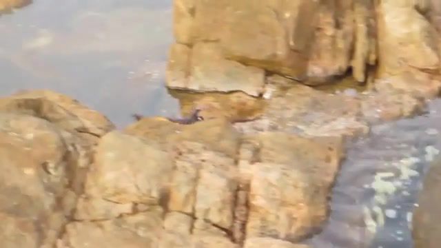 Ozzy man commentates an octopus eating a crab, attack, man vs wild, bbc, david attenborough, kill, surf, pearl jam, yalingup, aussie, australia, commentate, review, recap, fight, jump, eating, crab, wildlife, nature, octopus, commentates, ozzy man, animals pets.