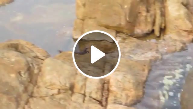 Ozzy man commentates an octopus eating a crab, attack, man vs wild, bbc, david attenborough, kill, surf, pearl jam, yalingup, aussie, australia, commentate, review, recap, fight, jump, eating, crab, wildlife, nature, octopus, commentates, ozzy man, animals pets. #0