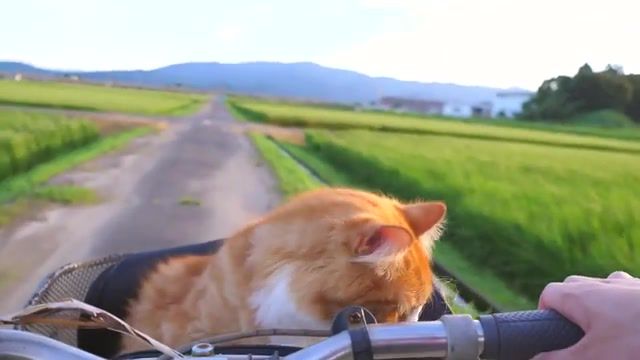 Purrr. Cat. Cats. Kitty. Ride. Bicycle. Nature. Beautiful. Beautiful Cat. Wind. Green. Summer. Red Cat. Animals Pets.