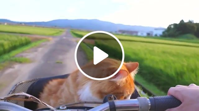 Purrr, cat, cats, kitty, ride, bicycle, nature, beautiful, beautiful cat, wind, green, summer, red cat, animals pets. #0