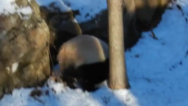 Rolling in the Snow - Video & GIFs | panda,snow,zoo,tumbling,animals pets
