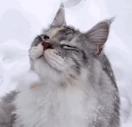 Snowing, snow, cat, dog, frank sinatra, let it snow, animals pets.