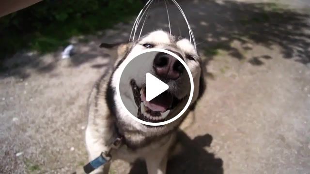 So good, please do not stop, relaxation, dog, husky, animals pets. #1