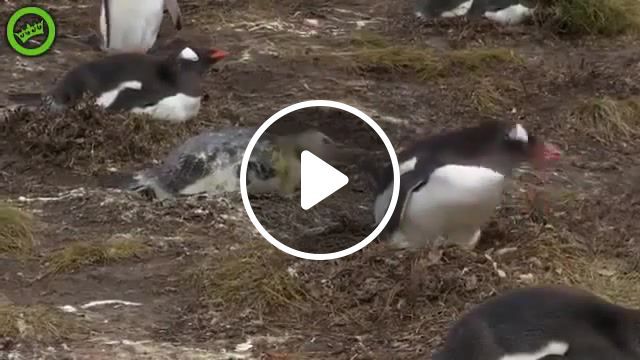 Surprise from brother, winter, polar, ahaha, music, penguin's, penguin, poo, shit, trip, free, nice, cool, beat, eleprimer, gif, loop, lol, surprise motherer, omg, wtf, animal, zoo, animals pets. #0