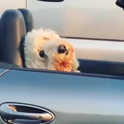 That glance, The Fast And The Furious Tokyo Drift Film, Vin Diesel Celebrity, Speed, Cars, Racing, Need For Speed, Fast And Furious, Drag Race, Race, Funny, Vin Diesel, Mashup, Vine, United States, Russia, China, Georgia, Animals Pets