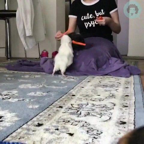 When there is nothing to eat, offer carrots to friends - Video & GIFs | carrot,pets,guinea pig,cavy,funny,pet,funny hamster,feeding,animals pets