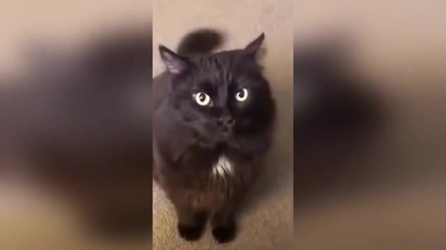 YES - Video & GIFs | meme,to be continued,funny,animal,pet,cat,animals pets