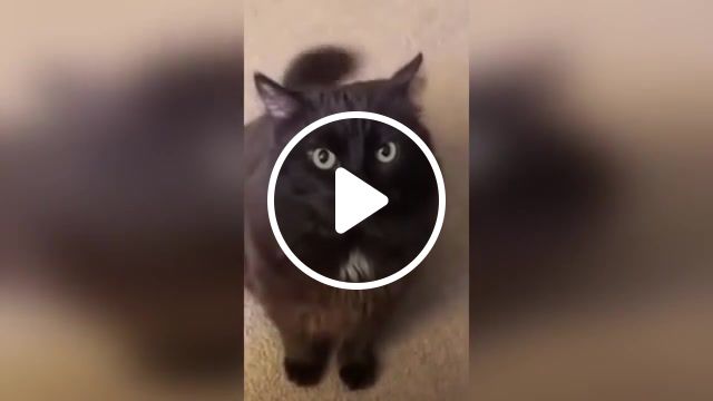 Yes, meme, to be continued, funny, animal, pet, cat, animals pets. #1