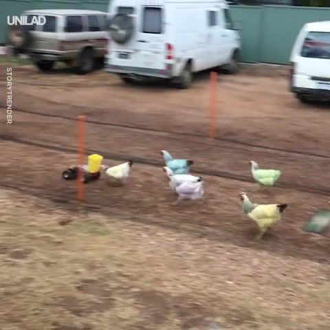 Chicken race