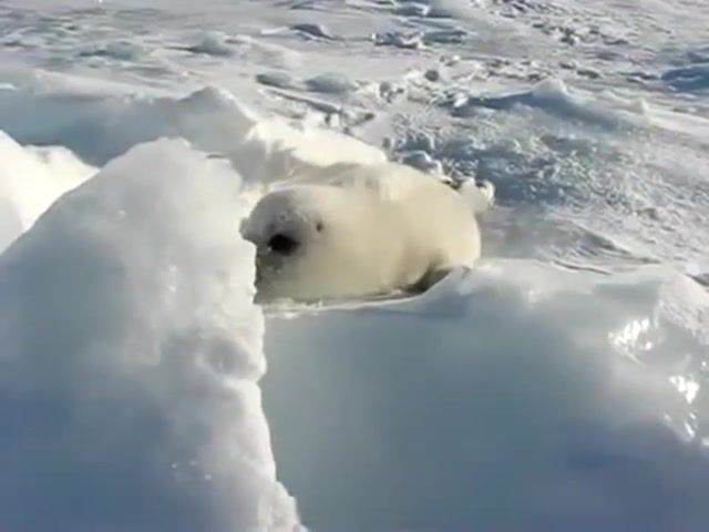 Cutest Baby Seal EVER Part 2, Seal, Cute, Animals Pets