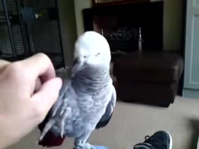 Do not touch me, t touch me, don, jasper, african grey, animals pets.