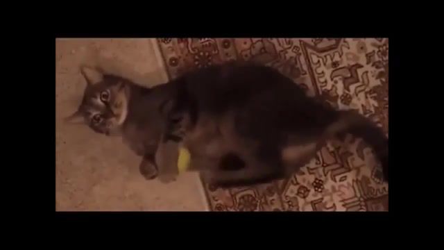 Drum and B Kitty - Video & GIFs | 5,4,3,2,1,humour,cartoon,gifs with sound mashup,new mashup,mashup,failarmy,humor,people awesome march,funny,win compilation march,fail compilation march,compilation,gif with sound,gif,gif's,dnb,fuuny,run,cat,animals pets