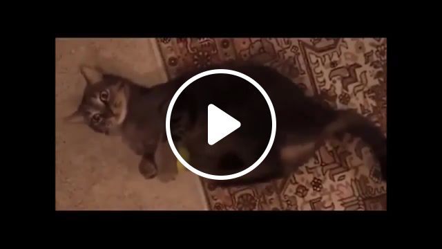 Drum and b kitty, 5, 4, 3, 2, 1, humour, cartoon, gifs with sound mashup, new mashup, mashup, failarmy, humor, people awesome march, funny, win compilation march, fail compilation march, compilation, gif with sound, gif, gif's, dnb, fuuny, run, cat, animals pets. #0