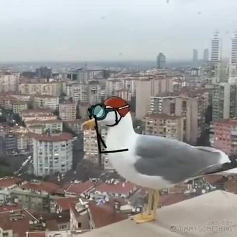 Free fall, Bird, Fly, Fall, Suicide, Hight, Funny, Animals Pets