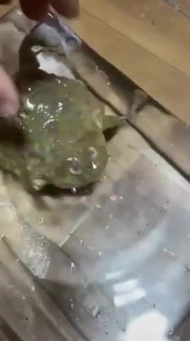 Frog - Video & GIFs | frog,memes,animals pets