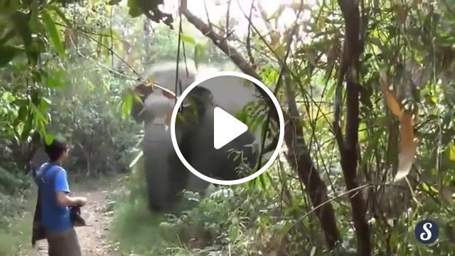 How to stop an angry elephant may the force be with you, force, funny trick, star wars, jedi force, jedi power, asian jedi, funny, elef'ant, a man stops a charging elephant, charge, elephant, stop, man. #0