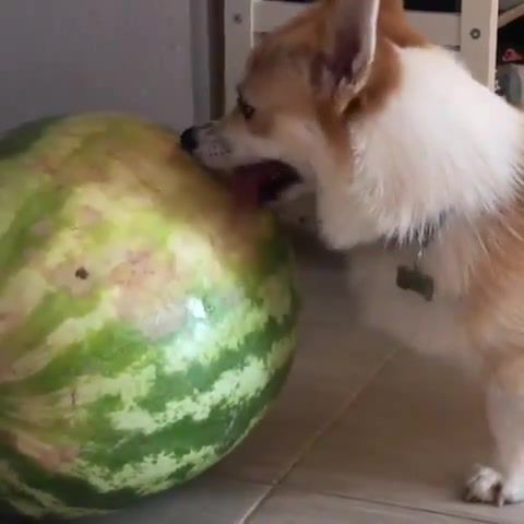 Just give me more time, dog, corgi, watermelon, funny, funny moments, food, hitch, animals pets.