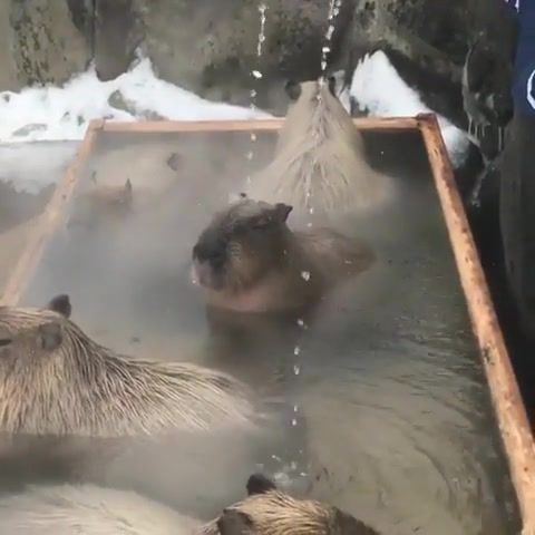 King Creosote You Just Want, Capybaras, Hot, Bath, Animals Pets