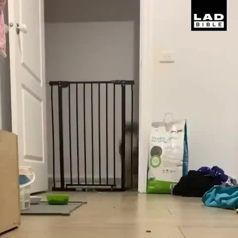 Loop cat - Video & GIFs | cat,funny,lol,loop,looping,ultimate,denzel curry,of the day,animals pets