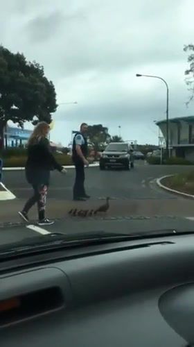 Nz police ran out of crooks to catch, cute animals, cuteness, ducklings, police, nz, animals pets.