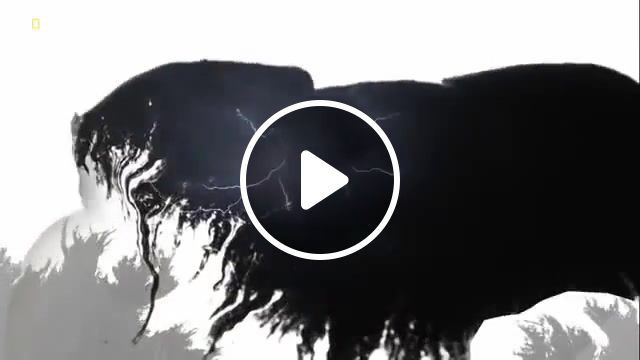 Okavango river of dream paradise marilyn manson sweet dream, okavango river, okavango, river, animal, promo, delta, lion, hippo, elephant, lightning, animals pets. #0 Okavango river of dream paradise marilyn manson sweet dream, okavango river, okavango, river, animal, promo, delta, lion, hippo, elephant, lightning, animals pets. #0