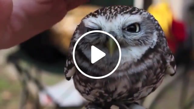 Owl, owl, cute, animals pets. #0