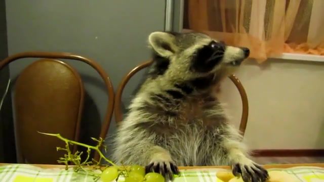 Raccoon eats grapes with his little hands, grape, raccoon, his, little, bit, eating, banana, butter, juice, jelly, lofi, chill, relax, cute, animals pets.