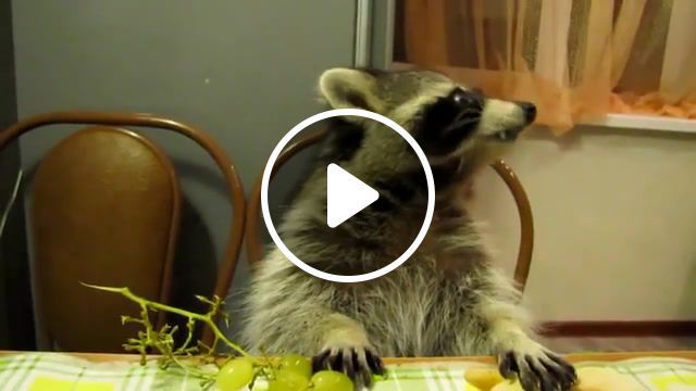 Raccoon eats grapes with his little hands, grape, raccoon, his, little, bit, eating, banana, butter, juice, jelly, lofi, chill, relax, cute, animals pets. #0