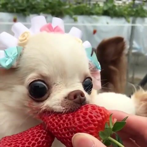Requiem for a Strawberry - Video & GIFs | animals pets