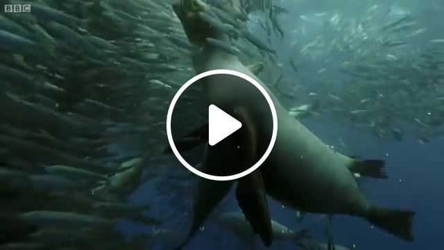 Sardine feeding sea lions, sardine, sea lions, nature, music, animals pets. #0