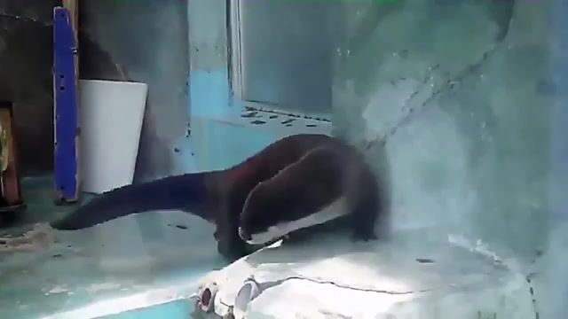 Shake it, Shake It, Otter, Animals Pets