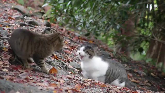 Smells like cat fight, Cat Fight, Smells Like Teen Spirit, Zoo, Funny, Nirvana, Angry, Angry Cat, 1080p, Hd, Fight, Cat, Animals Pets