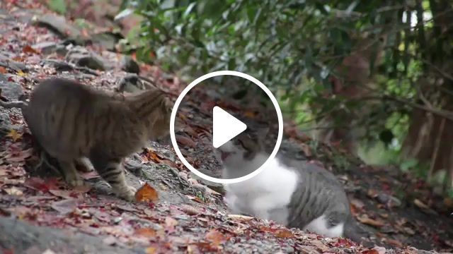 Smells like cat fight, cat fight, smells like teen spirit, zoo, funny, nirvana, angry, angry cat, 1080p, hd, fight, cat, animals pets. #0