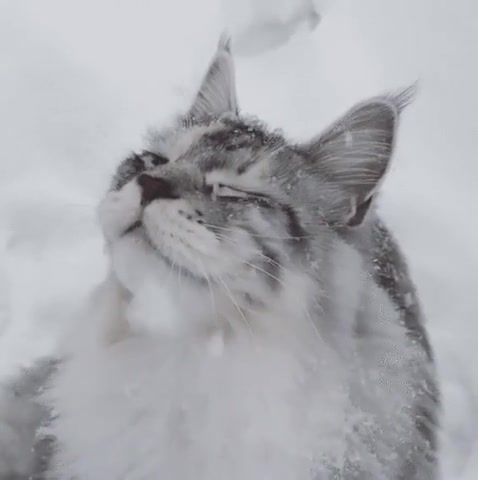 Snow cat, Snow, Cat, Winter, Cold, Frost, Dubak, It's Snowing, Cat Vatrushka, Animals Pets