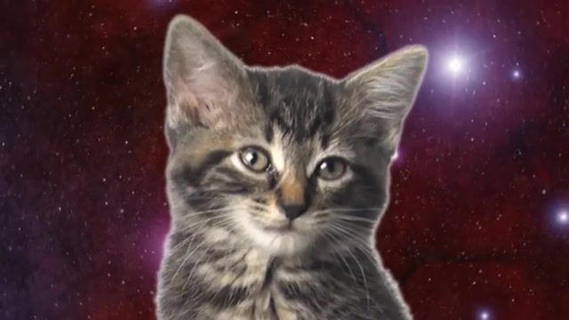 Space Cats Magic Fly, Cats, Space, Space Cats, Kitten, Kittens, Cute, Kitty, Meow, Talking Cats, Singing Cats, Animals Pets