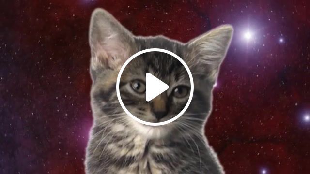 Space cats magic fly, cats, space, space cats, kitten, kittens, cute, kitty, meow, talking cats, singing cats, animals pets. #0