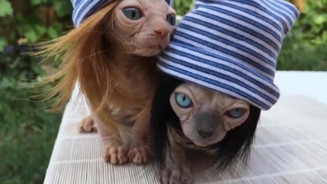 Sweet couple, Mattafix Funny Kitten Kittens Thuglife Sphynxies Gangster Blues, Animals Pets