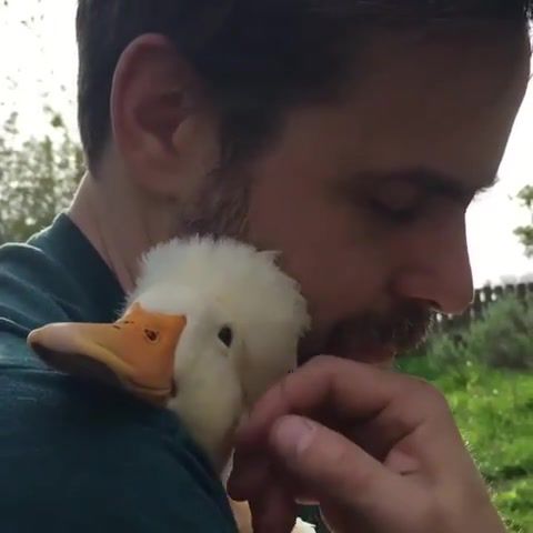 The duck whisperer, white crested duck, sweet, notable for the tuft of feathers on their crown, animals, are, the, best, cool, quack, toupee, dawn king, animals pets.