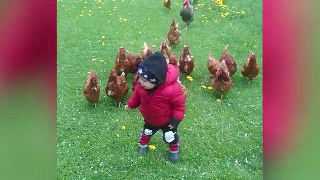 The walking chickens, funny, funny animal, babies, baby, funny baby, kids, cute, funny babies, cute baby, baby funny, compilation, weekly, pets, cat, dog, dogs, cats, animals, puppy, puppies, kitten, pet, laughing, kittens, animal, funny dogs, funny cats, hilarious, funny cat, funniest, funny dog, humor, kitty, meow, vs, scare, animals pets.
