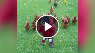 The Walking Chickens