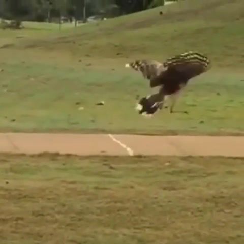 This bird discovered golf balls bounce and it's the best thing, Animals Pets