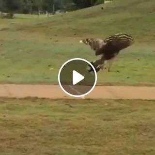 This bird discovered golf balls bounce and it's the best thing