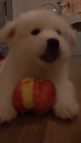This is how good ASMR looks like, Asmr, Dog, Asmr Eating Sounds, Apple, Puppy, Animals Pets