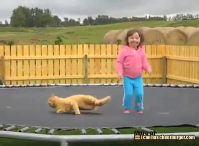 Turn down for what, cat on a trampoline, funny, hahaha, funny to tears, animals pets.