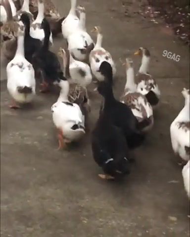 Walk it Off, Funny Camp Duck, Animals Pets