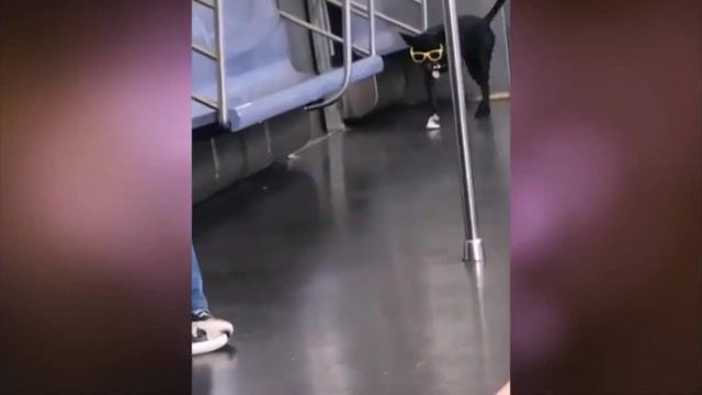 Who Is A Good Boy Here. Dog. Drugs Will Get You High. Money Buys Respect. Love Will Get You By. Wicked. La Coca Nostra. Metro. Subway. Animals Pets.