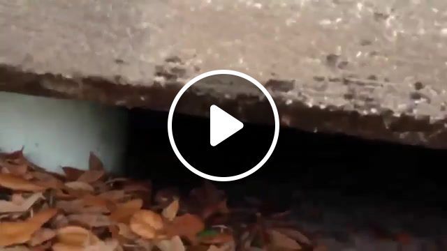 Alligator in my sewer, animals pets. #0