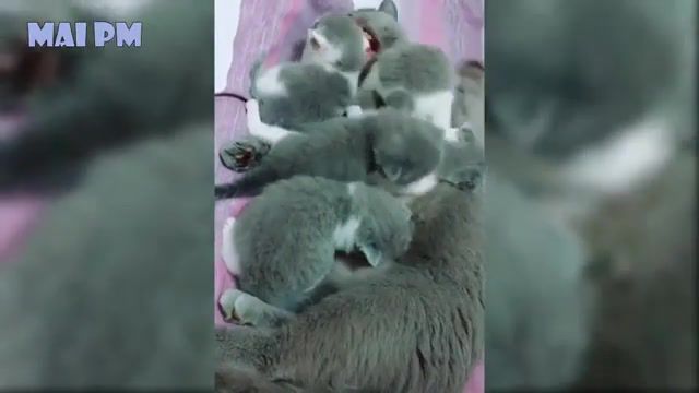 Animal Moms Protecting and looking out for their babies safety Compilation - Video & GIFs | animal mom protect their baby,mothers protecting and saving their babies,mom protects baby,mothers save their babies,mother protects baby,dog protects their babies,cat protects kittens,dog protecting puppies,mai pm,duck protects her baby,reaction,random reactions,deadpool,nice,chipmunk,dramatic,funny,jake the dog,animals pets